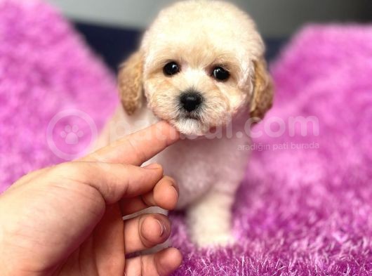 Terrier Melezi Değil Orjinal Maltipoo Yavru görsel