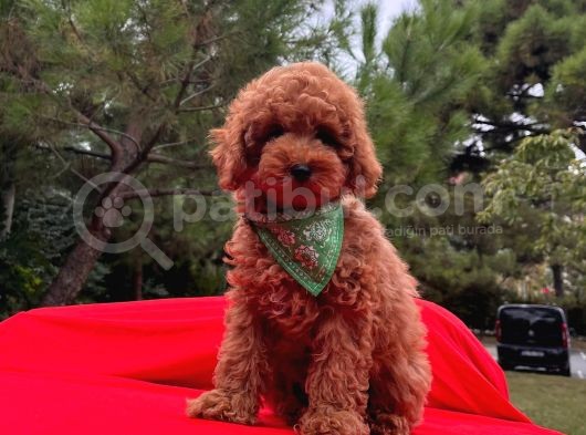 Sevi̇mli̇ Mi̇nyatür Poodle Yavrular görsel