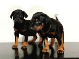 Eatetikli Estetiksiz King Doberman Safkan Dişi Ve Erkek
