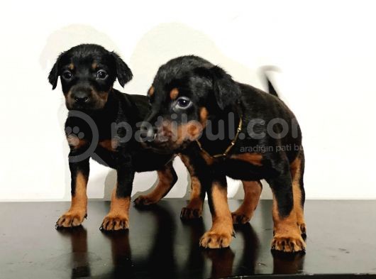 Eatetikli Estetiksiz King Doberman Safkan Dişi Ve Erkek görsel