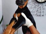 Eatetikli Estetiksiz King Doberman Safkan Dişi Ve Erkek