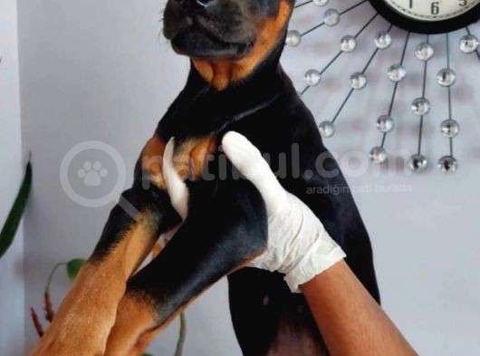 Eatetikli Estetiksiz King Doberman Safkan Dişi Ve Erkek görsel