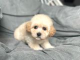 Terrier Melezi Değil Orjinal Maltipoo Yavru