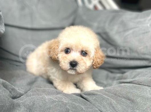 Terrier Melezi Değil Orjinal Maltipoo Yavru görsel