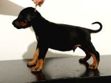 Eatetikli Estetiksiz King Doberman Safkan Dişi Ve Erkek