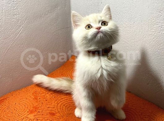 Bri̇ti̇sh Shorthai̇r görsel