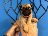 Ori̇ji̇nal Pug Mops Bebekler