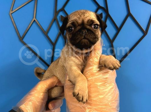 Ori̇ji̇nal Pug Mops Bebekler görsel