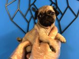 Ori̇ji̇nal Pug Mops Bebekler