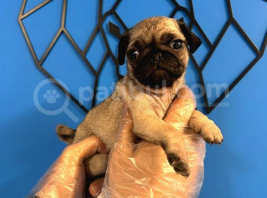 Ori̇ji̇nal Pug Mops Bebekler görsel