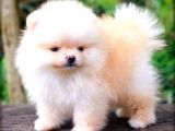 POMERRİAN BOO AYI SURATLI 