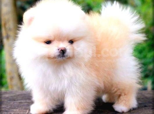 Pomerri̇an Boo Ayi Suratli 