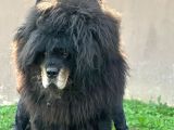 Tibet Mastiff Yavruları