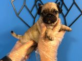 Ori̇ji̇nal Pug Mops Bebekler