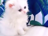 Ponduf Kız