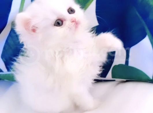 Ponduf Kız görsel