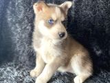 A kalite husky mavi gözlü Sibirya kurdu