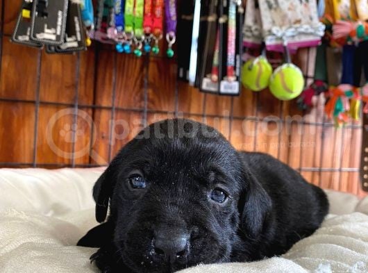 Safkan Çikolata Ve Siyah Labrador Retriever görsel