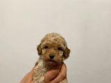 Tooy poodle cinsi yavrular DİŞİ erkek mevcuttur 
