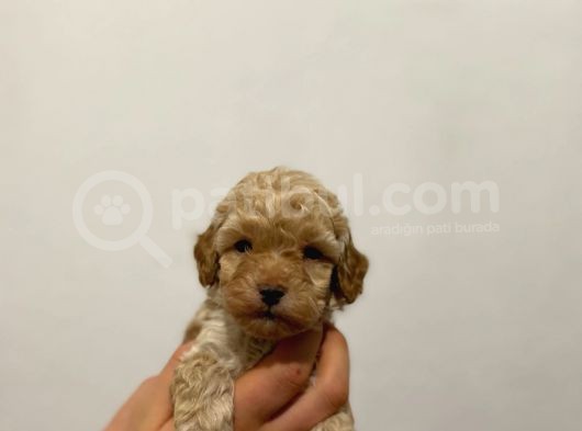 Tooy Poodle Cinsi Yavrular Di̇şi̇ Erkek Mevcuttur 