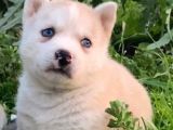 A Kalite Husky Mavi Gözlü Sibirya Kurdu
