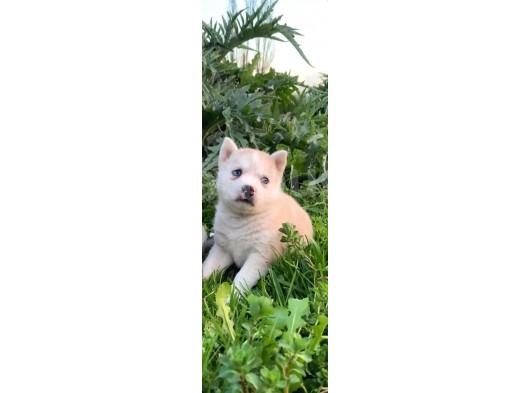 A Kalite Husky Mavi Gözlü Sibirya Kurdu görsel