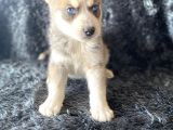 A Kalite Husky Mavi Gözlü Sibirya Kurdu