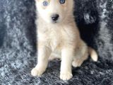 A Kalite Husky Mavi Gözlü Sibirya Kurdu