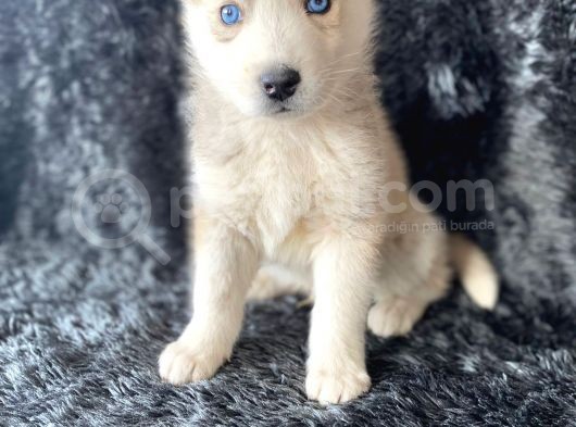 A Kalite Husky Mavi Gözlü Sibirya Kurdu görsel