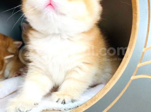 A Kalite Bri̇ti̇sh Shorthai̇r Golden  Yavrular görsel