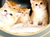 A Kalite Bri̇ti̇sh Shorthai̇r Golden  Yavrular