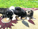 Ameri̇kan Aki̇ta Yavrularimiz Yeni̇ Sahi̇bi̇ni̇ Ariyor