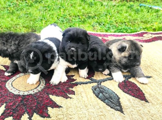Ameri̇kan Aki̇ta Yavrularimiz Yeni̇ Sahi̇bi̇ni̇ Ariyor görsel