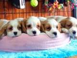 En Asil Cavalier King Charles Spaniel