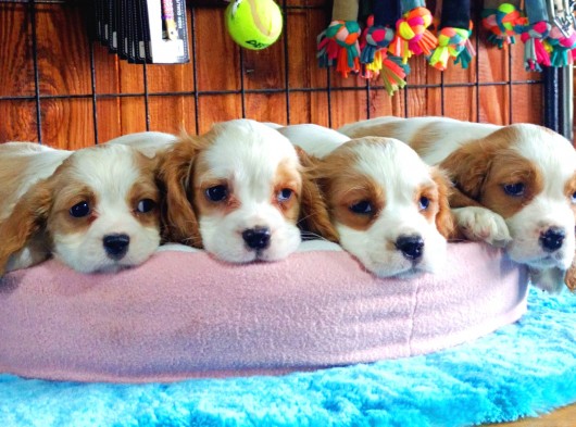 En Asil Cavalier King Charles Spaniel görsel