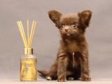 SAFKAN CHIHUAHUA LONGHAIR ÇİKOLATA TADINDA