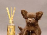 Safkan Chihuahua Longhair Çi̇kolata Tadinda