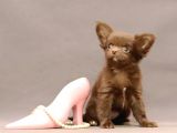 Safkan Chihuahua Longhair Çi̇kolata Tadinda