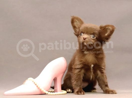 Safkan Chihuahua Longhair Çi̇kolata Tadinda görsel