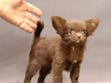 Safkan Chihuahua Longhair Çi̇kolata Tadinda