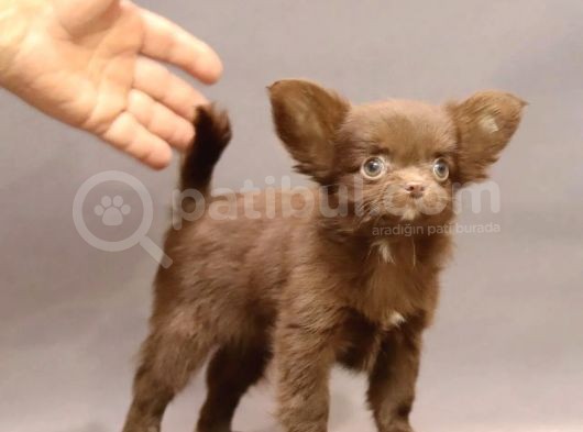 Safkan Chihuahua Longhair Çi̇kolata Tadinda görsel