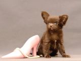 Safkan Chihuahua Longhair Çi̇kolata Tadinda