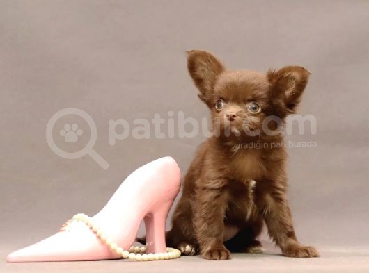 Safkan Chihuahua Longhair Çi̇kolata Tadinda görsel