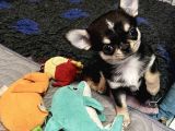 SAFKAN EN İYİ KALİTE CHIHUAHUA YAVRULARI