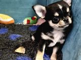 Safkan En İyi̇ Kali̇te Chihuahua Yavrulari