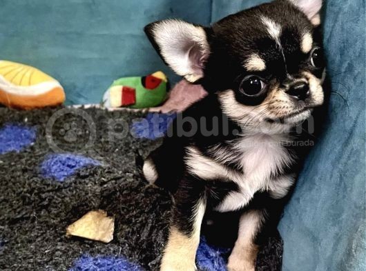 Safkan En İyi̇ Kali̇te Chihuahua Yavrulari görsel