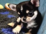 Safkan En İyi̇ Kali̇te Chihuahua Yavrulari