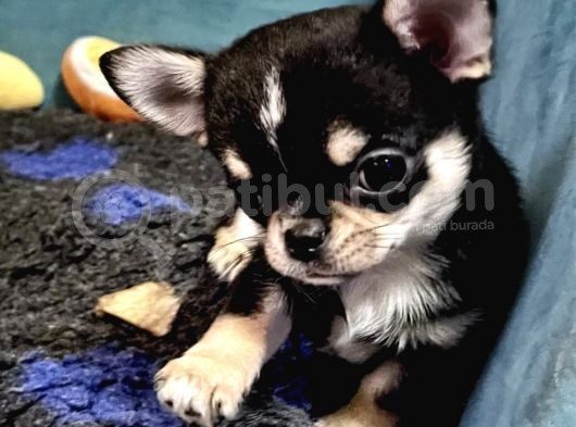 Safkan En İyi̇ Kali̇te Chihuahua Yavrulari görsel