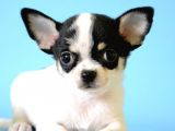 Xxs Three Color Chihuahua Yavrular