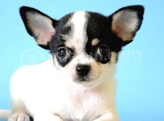 Xxs Three Color Chihuahua Yavrular görsel
